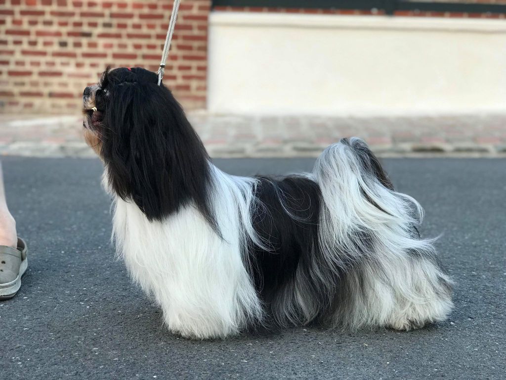 Les Shih Tzu de l'affixe au Royaume D'Endjy