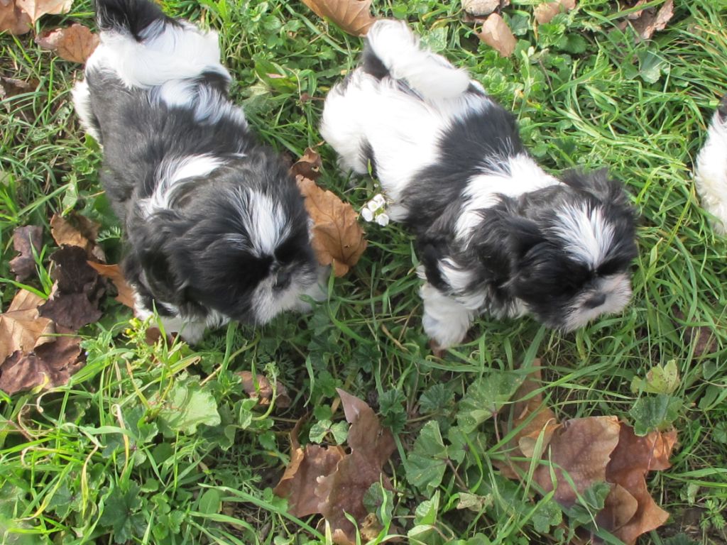 au Royaume D'Endjy - Chiot disponible  - Shih Tzu