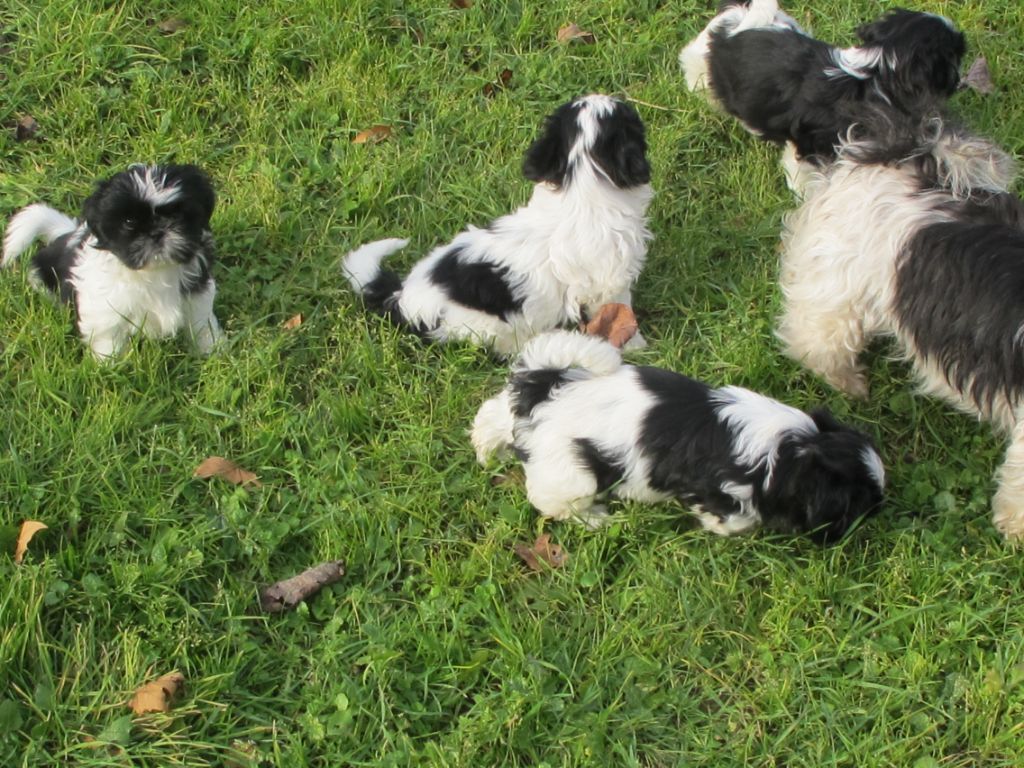 au Royaume D'Endjy - Chiot disponible  - Shih Tzu