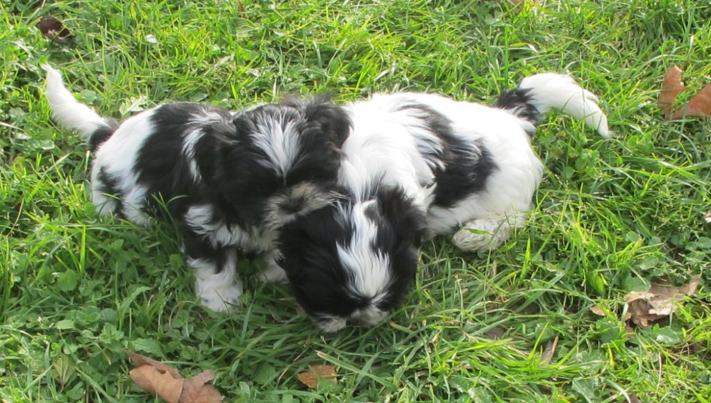 au Royaume D'Endjy - Chiot disponible  - Shih Tzu