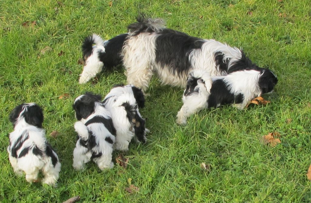 au Royaume D'Endjy - Chiot disponible  - Shih Tzu