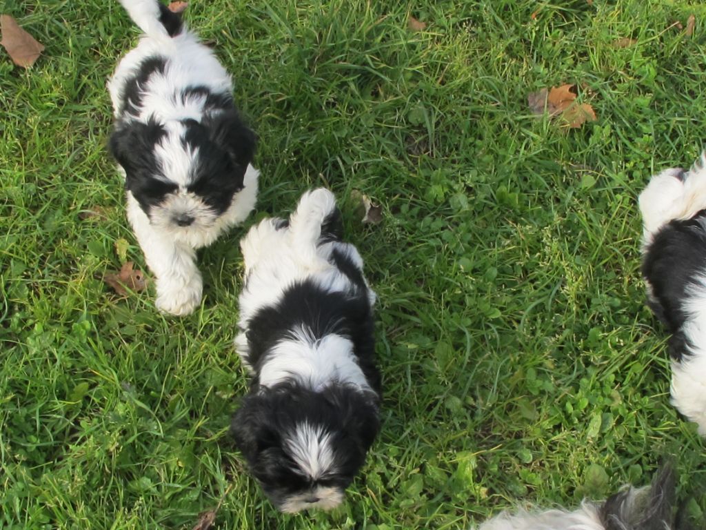 au Royaume D'Endjy - Chiot disponible  - Shih Tzu