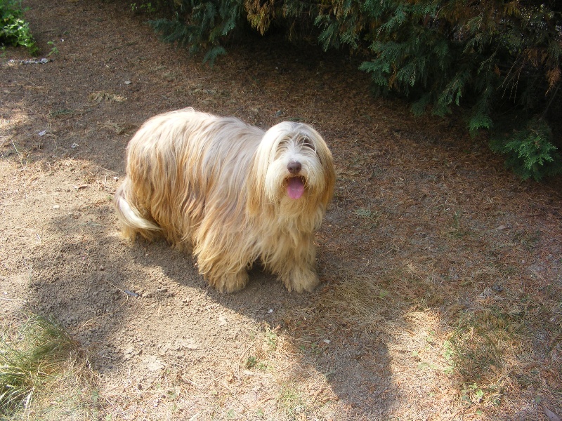 Baraka de la coffignole